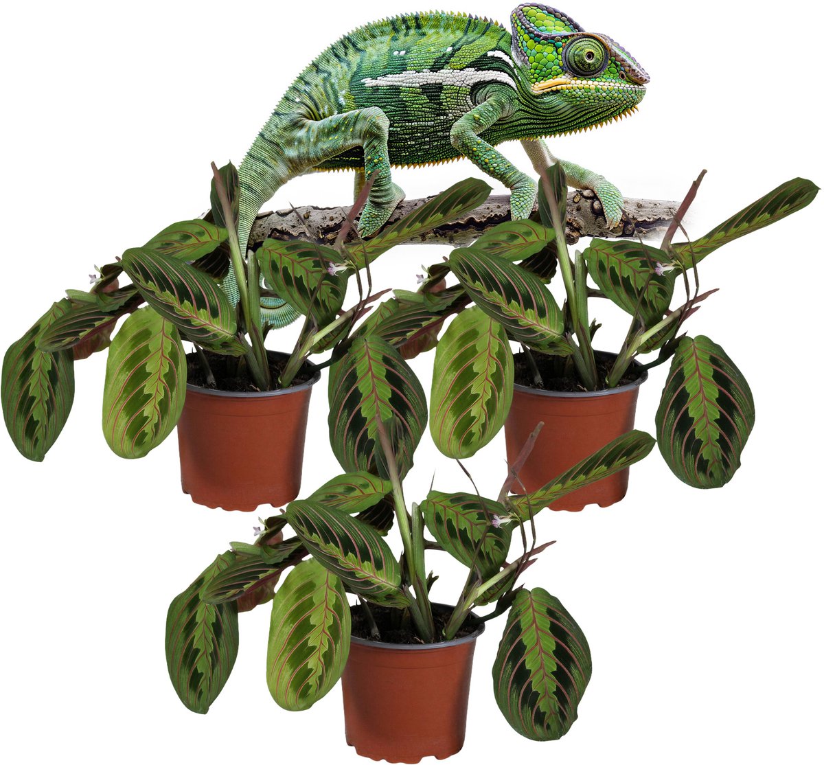 Maranta Fascinator Tricolor – Gebedsplant – Set van 3 Kamerplanten – Schaduwplant – Diervriendelijk – 30–35 cm – Pot 12 cm
