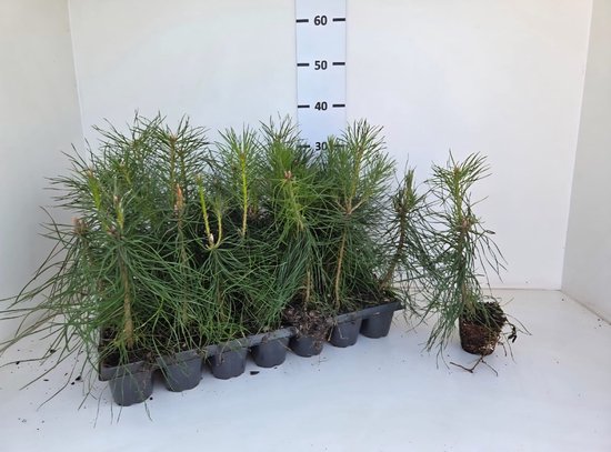 Pinus sylvestris | Grove den | 30 cm hoog | potmaat p8