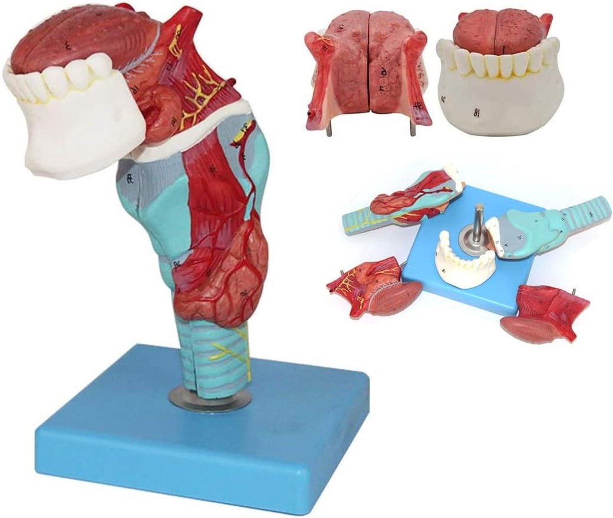 Menselijk Strottenhoofd Model - Anatomisch Tongmodel - Onderwijs Visualisatie - 5 Delig Vergroot - 18 cm Hoog - Gekleurd