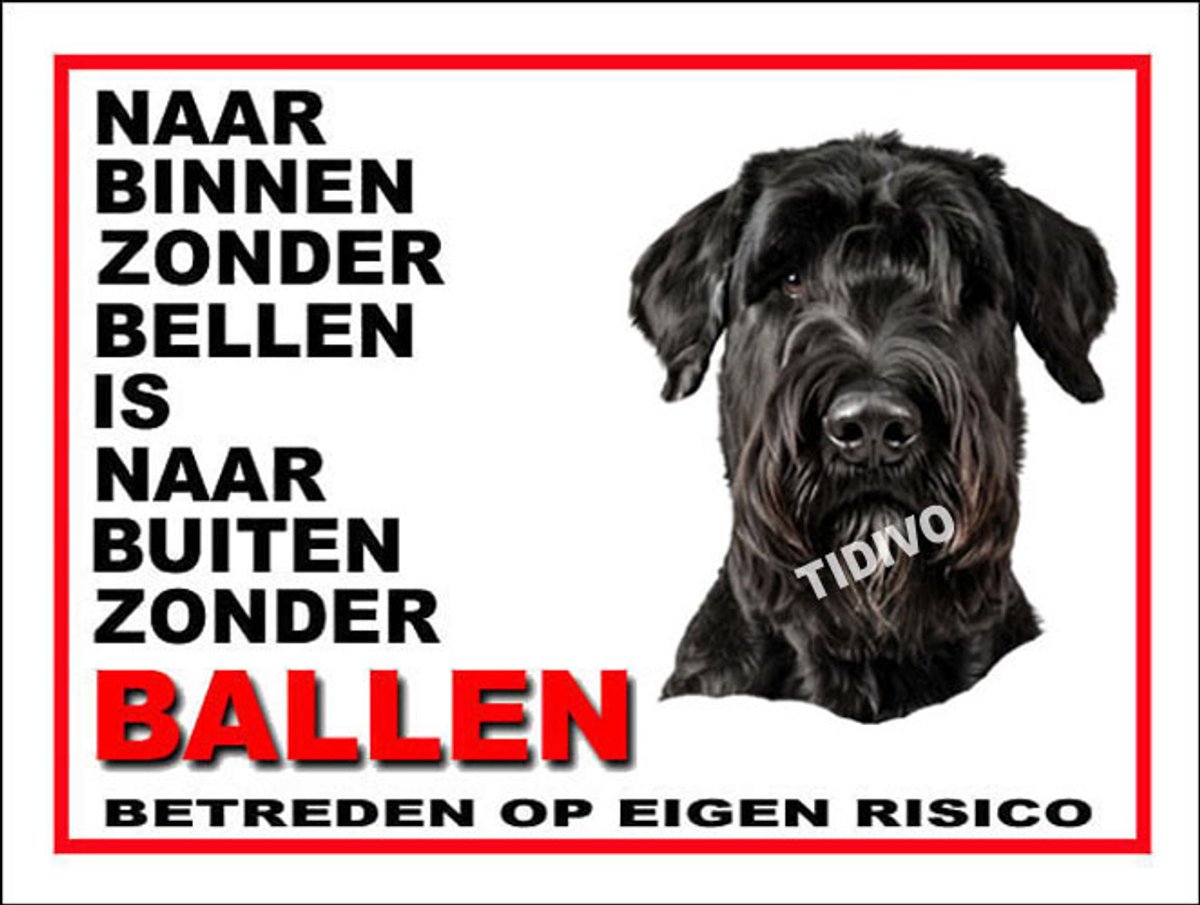 Riesenschnauzer 11