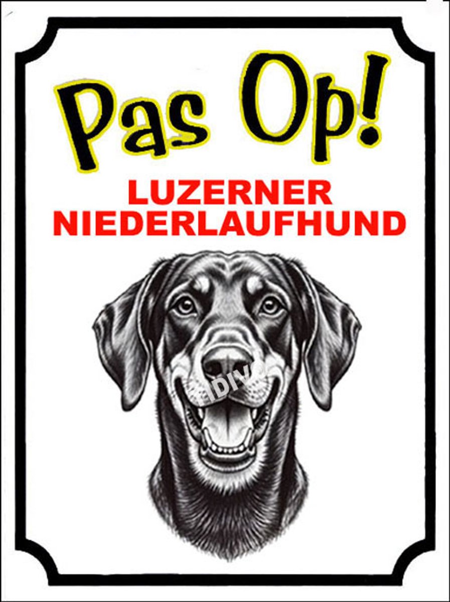 Luzerner Niederlaufhund 16