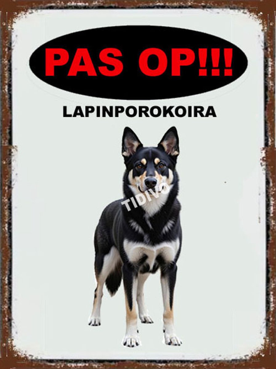 Lapinporokoira 17