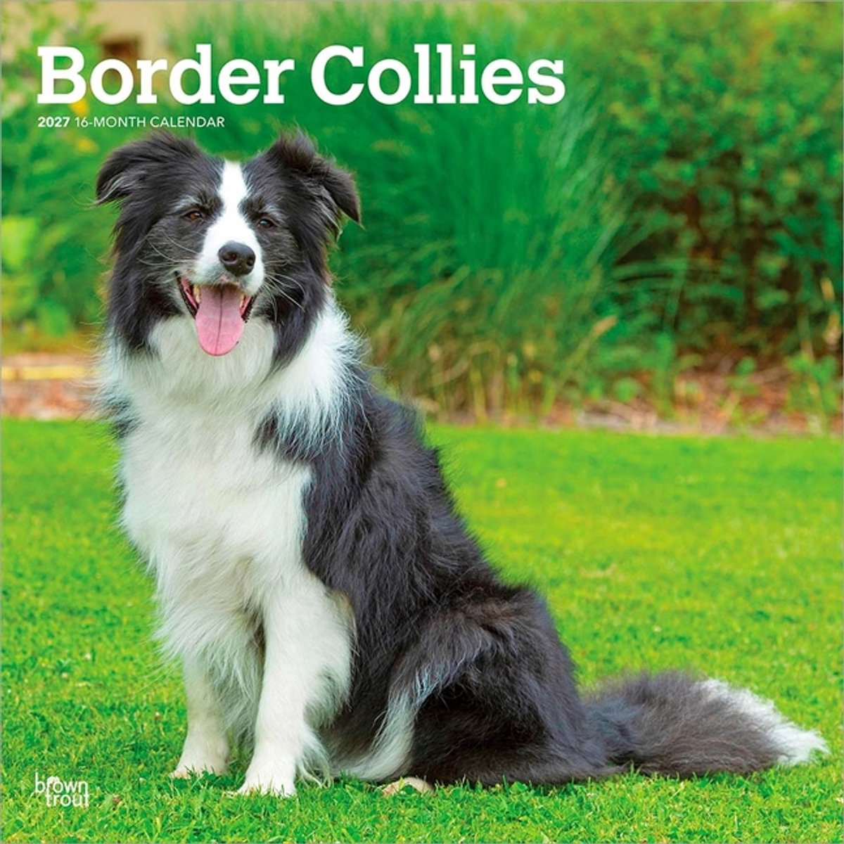 Border Collie Kalender 2027