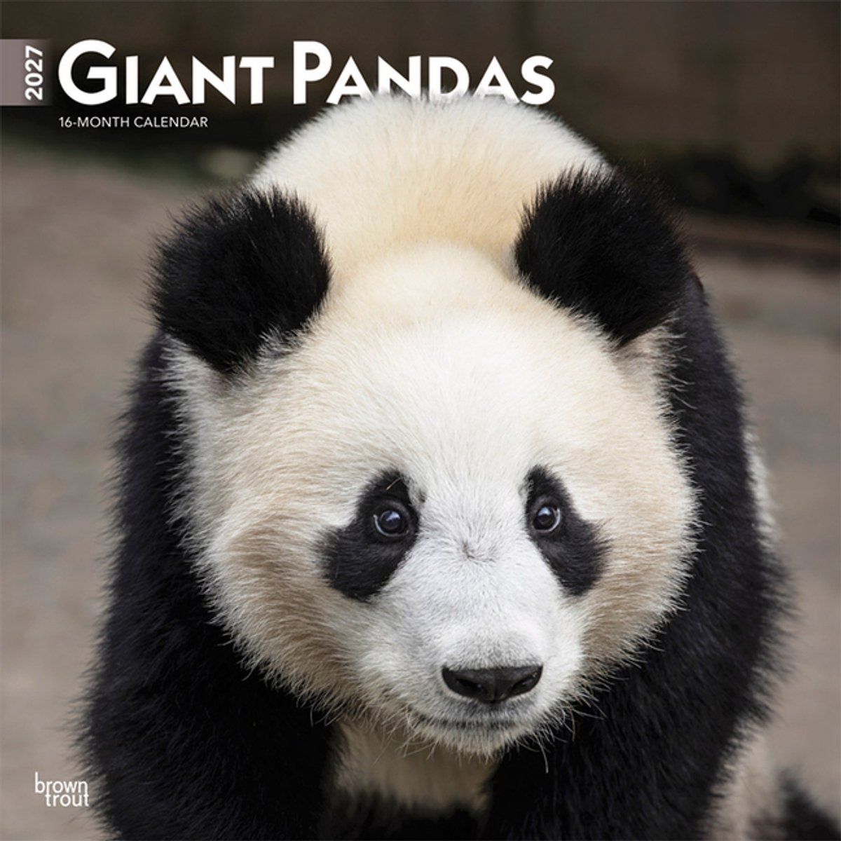 Panda Kalender 2027