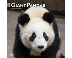 Panda Kalender 2027