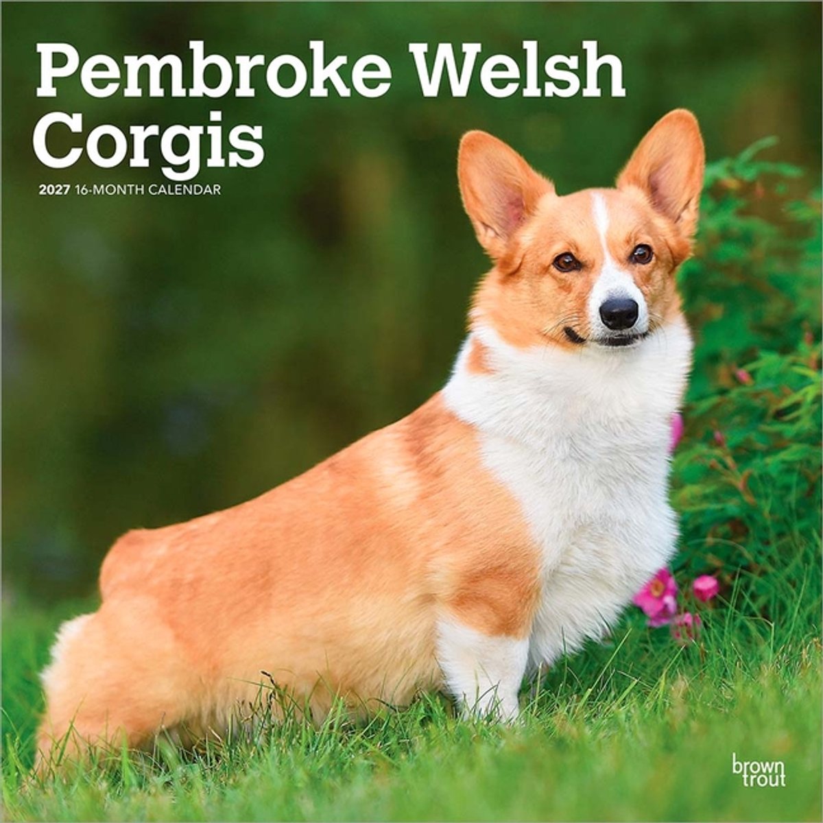 Welsh Corgi Pembroke Kalender 2027