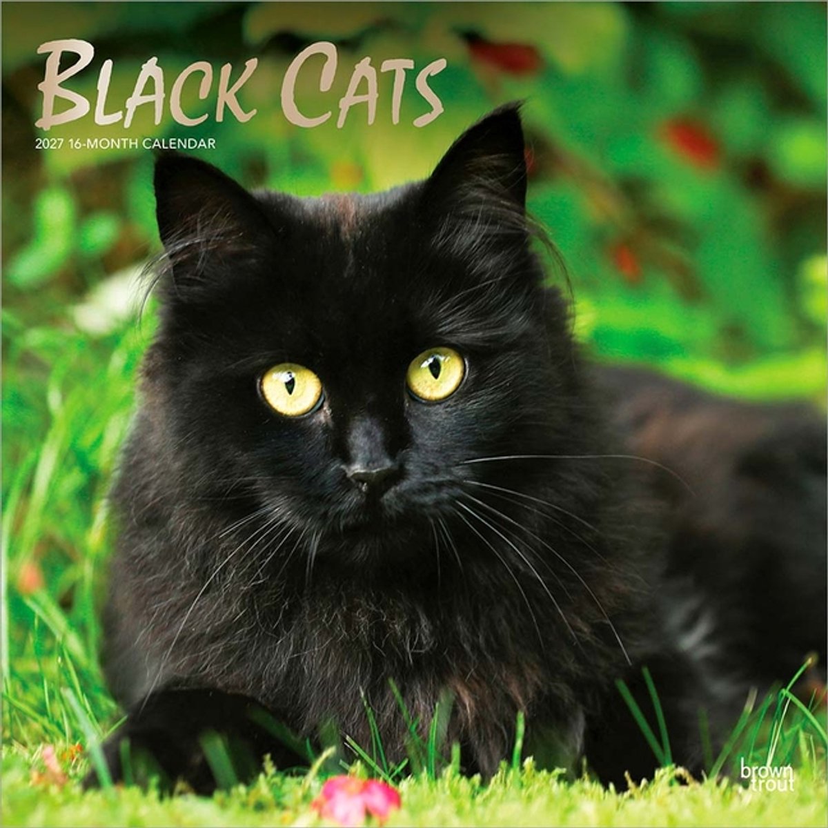 Zwarte Katten Kalender 2027