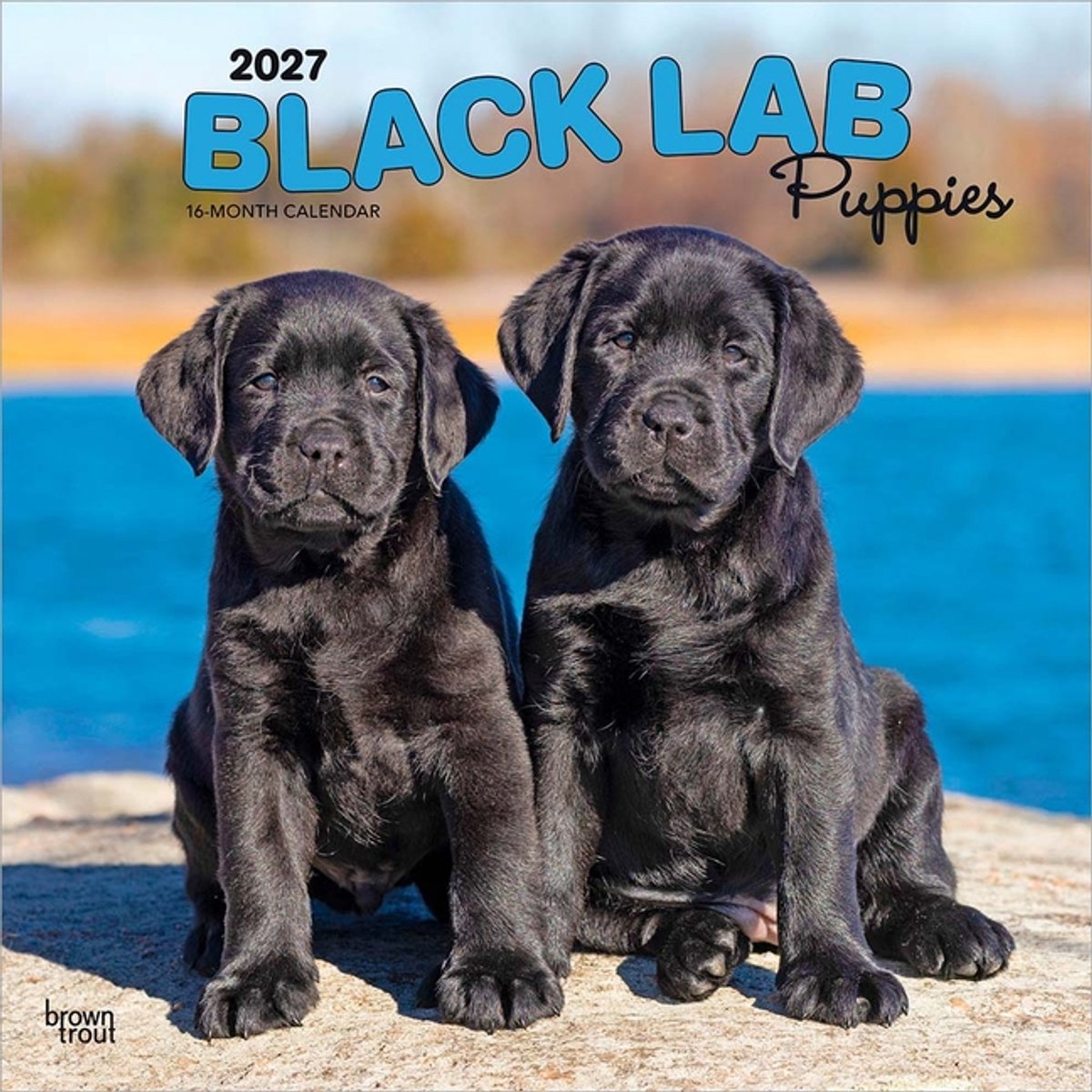 Labrador Retriever Zwart Puppies Kalender 2027