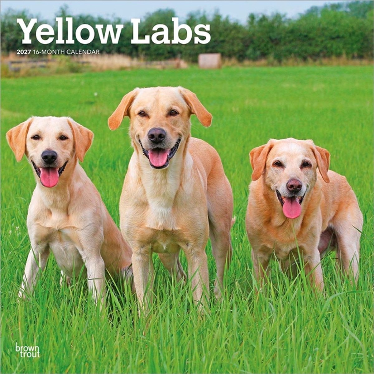 Labrador Retriever Blond Kalender 2027