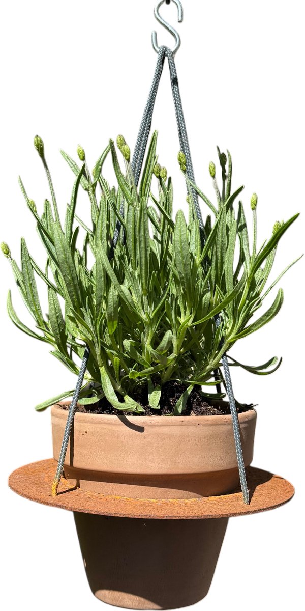Bloempot OCRE - CORTENSTAAL / TERRACOTTA - Excl. PLANT