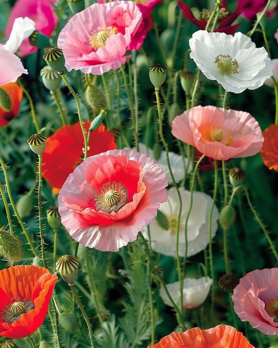 2 sets - Klaproos Zaden Gemengd Papaver Rhoeas Eenjarig