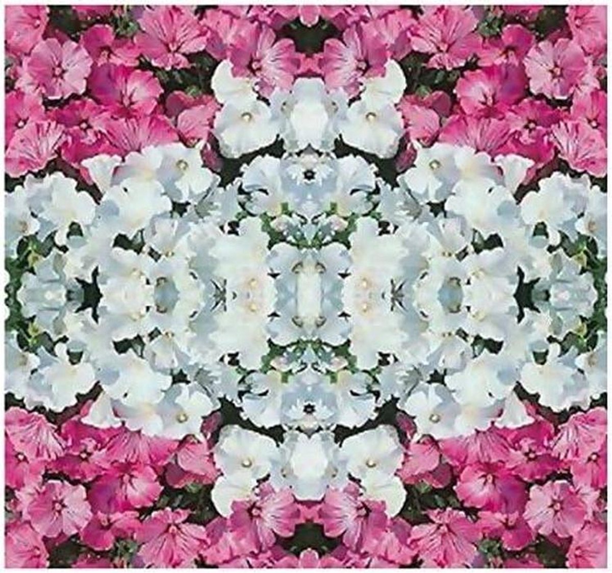 Malva Fiore Mix - Lavatera Trimestris - Bloemen Zaaien - Gemakkelijk te Kweken - 400 Zaden - Semi Roze