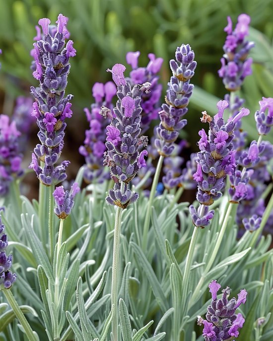 3 sets - Kuiflavendel Zaden Lavandula Stoechas Eenjarig