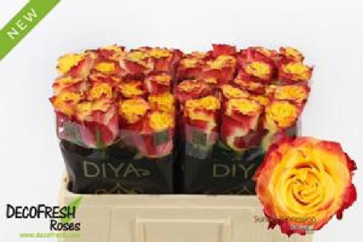 20x Rosa sunset x-pression 50cm