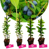 Set van 4 Honingbessen- Lonicera caerulea 'Larissa', 'Rebecca' - 9cm pot - Mix A