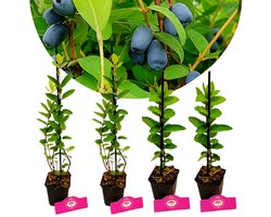 Set van 4 Honingbessen- Lonicera caerulea ‘Larissa’, ‘Rebecca’ – 9cm pot – Mix A