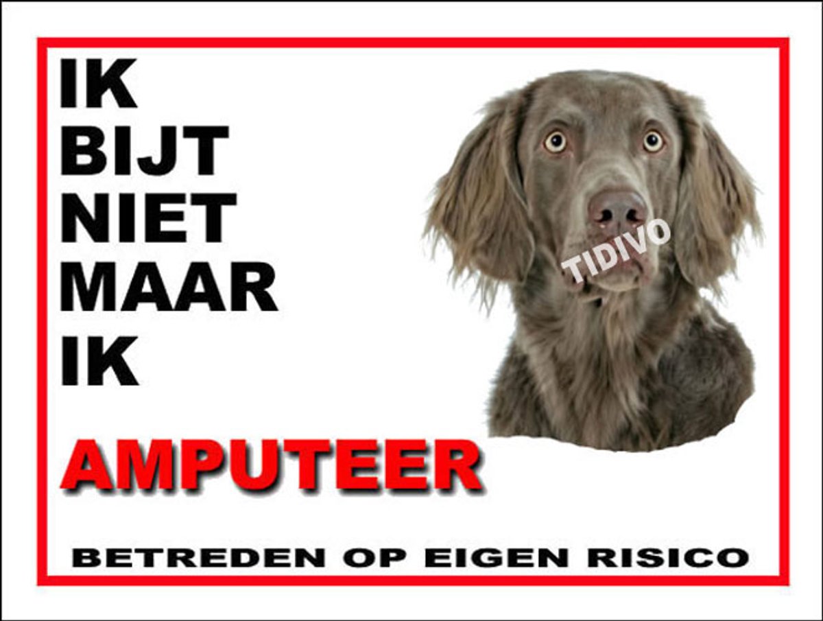 Weimaraner, langhaar 5
