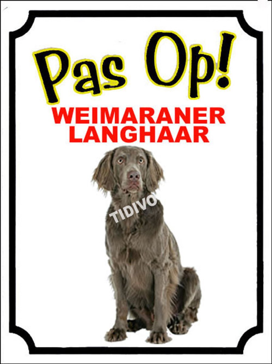 Weimaraner, langhaar 16