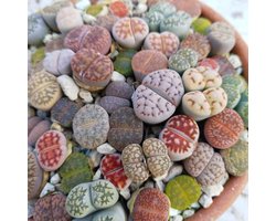 Lithops Zaden Mix - Levende Stenen Zaden - Kamerplanten Kweken - Kleine Zaden - 20 Stuks - Verschillende