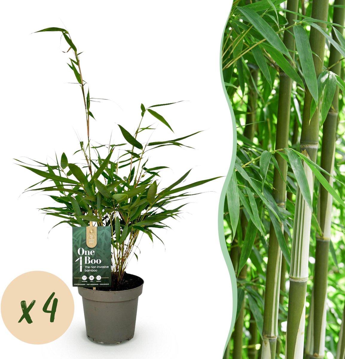 Plantenboetiek.nl | Fargesia robusta Pingwu - Niet Woekerende Bamboe - Bladhoudend - Groen - 4 Planten - Ø14cm - 25-35cm hoog - Tuinplant