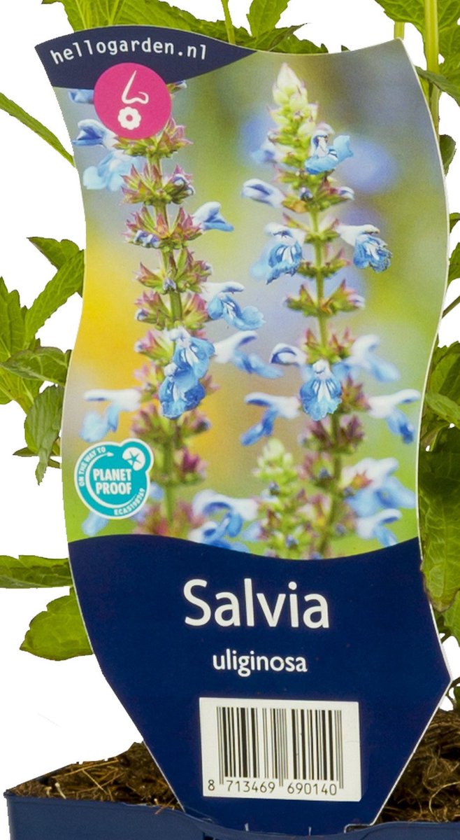 Griffioen - Salvia uliginosa