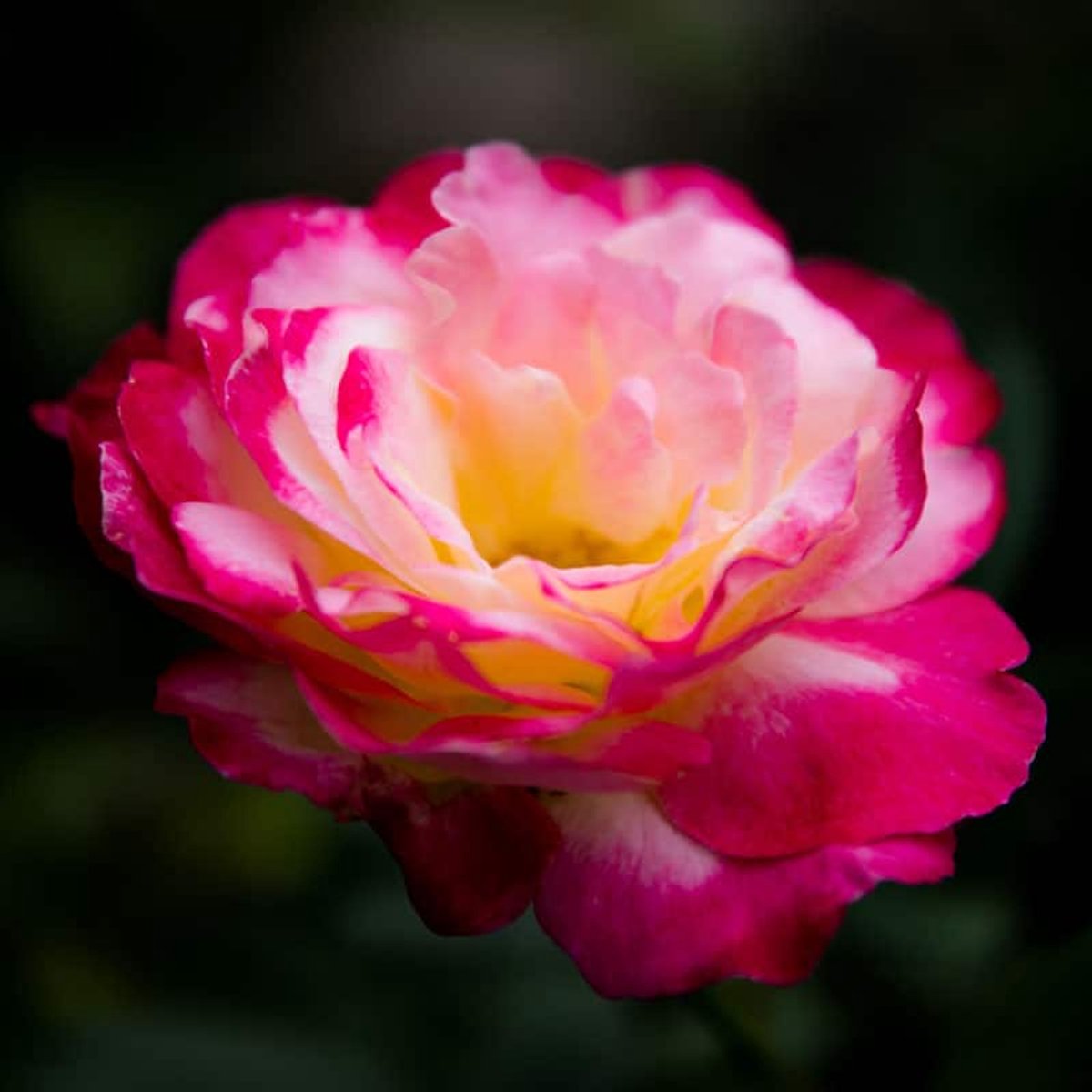 Geurolie - Roze Geranium - 250 ml