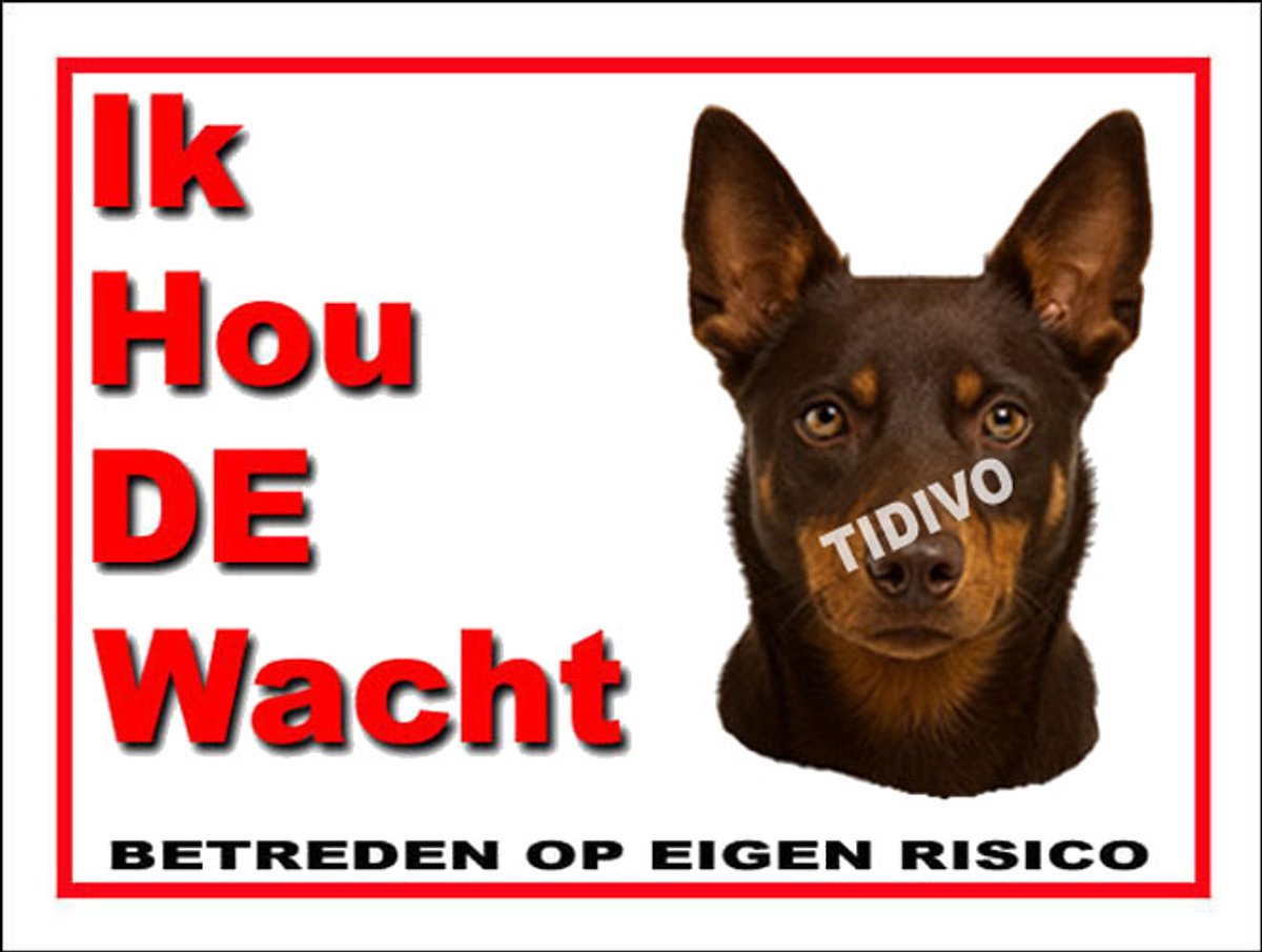 Australian Kelpie 7