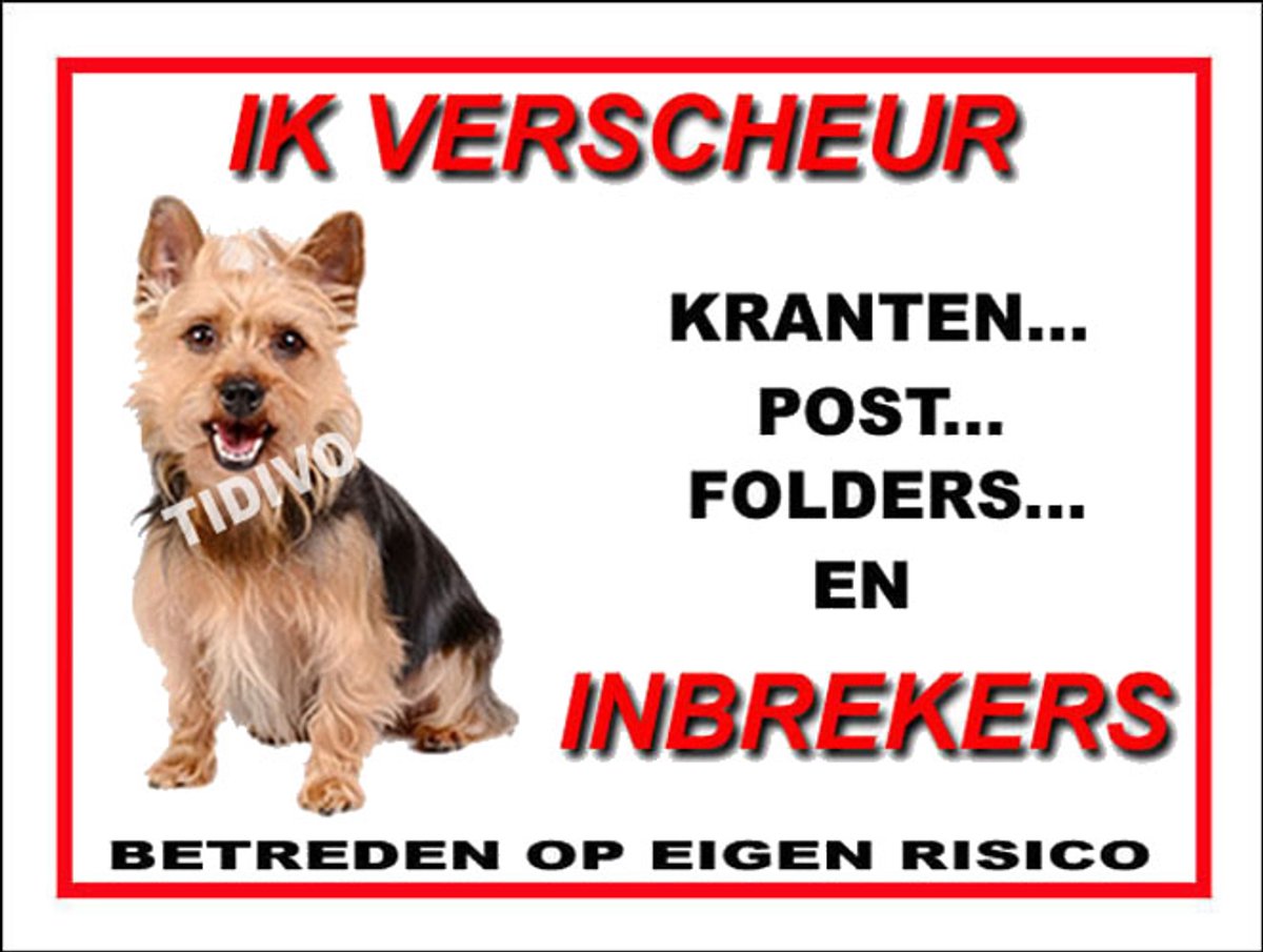 Australian Silky Terrier 8