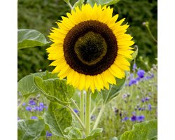 Sluis Garden - Zonnebloem Hoge gele