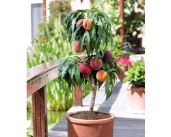 Dwerg Perzik - Compacte Fruitboom - Balkon Terras - Zelfbestuivend Winterhard - 40-60cm Hoog - Rode Vruchten