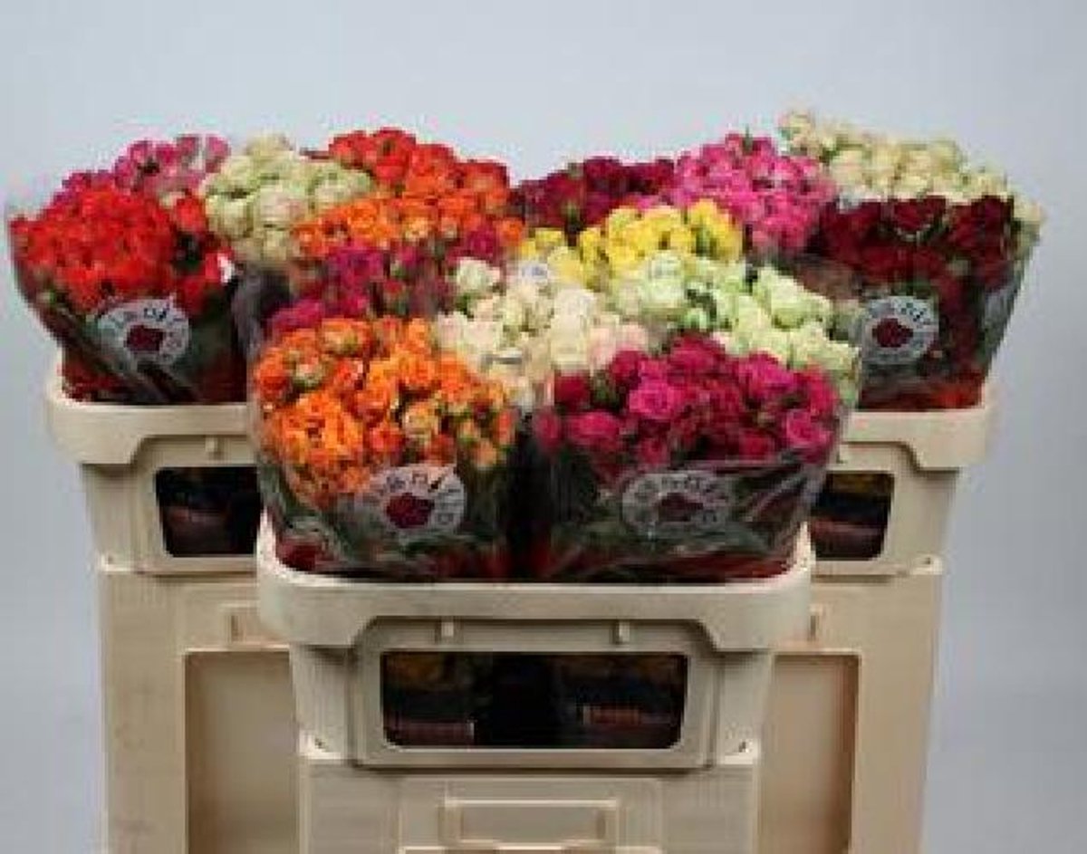 60x Rosa mix var.(t) 70cm