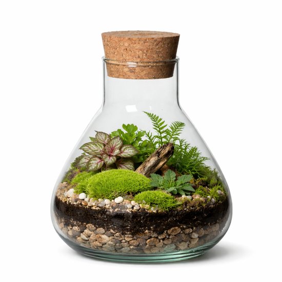 Glazen fles met kurk, gevuld met diverse groene plantjes, mos, aarde en een stukje hout.