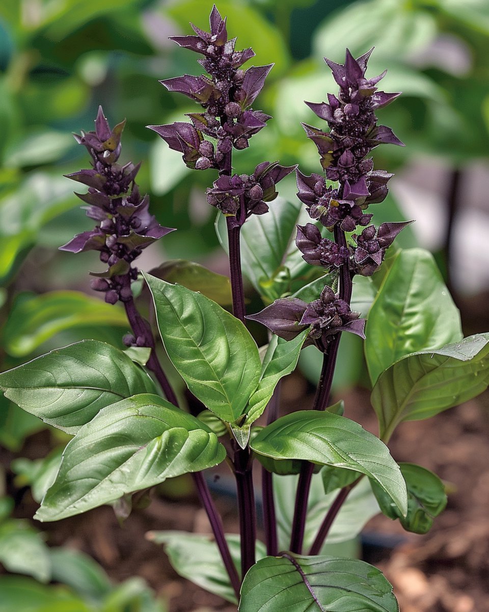 Kaneelbasilicum Zaden Ocimum Basilicum Eenjarig Kruid