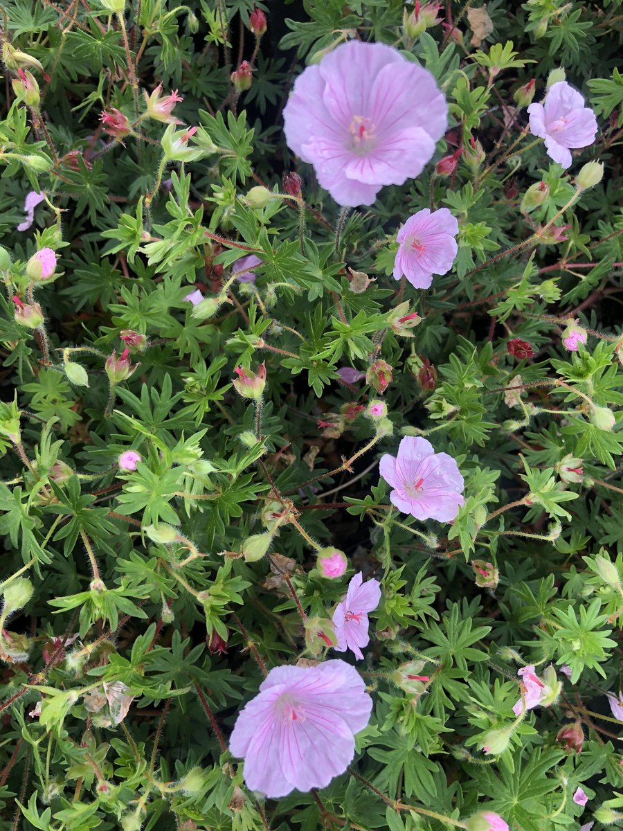 6x Bloedooievaarsbek - Geranium Sanguineum Striatum | 9x9 cm pot