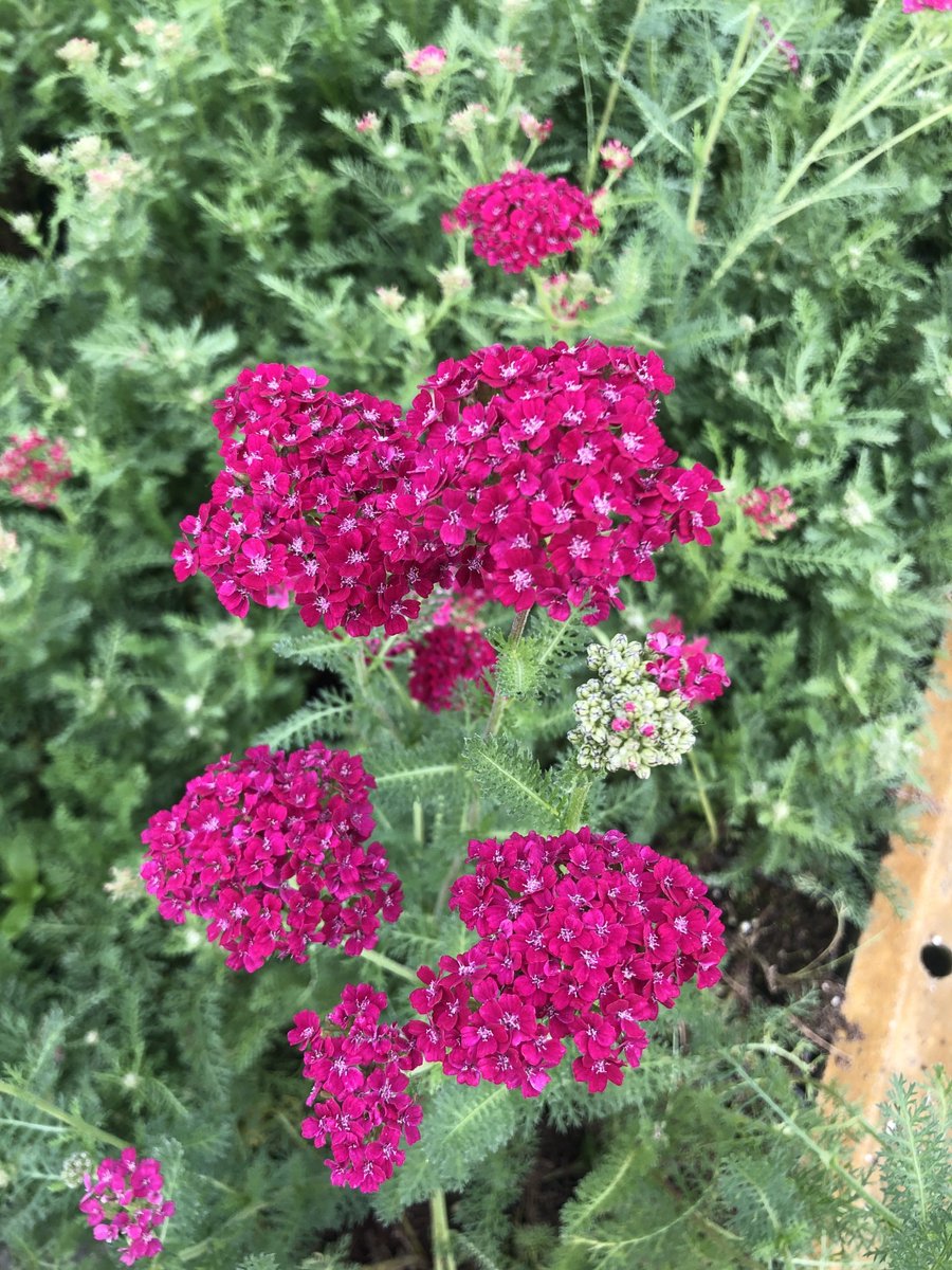 6x Duizendblad - Achillea millefolium 'Pomegranate' | 9x9 cm pot