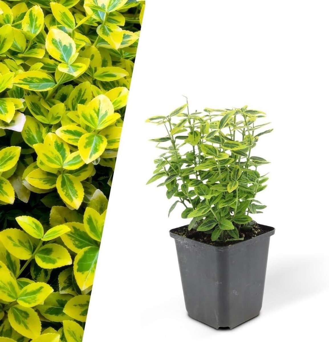 Kardinaalsmuts Planten - Bodembedekker Struik - Tuin Opfleuren - Goudgroen Blad - 6 stuks - Groen