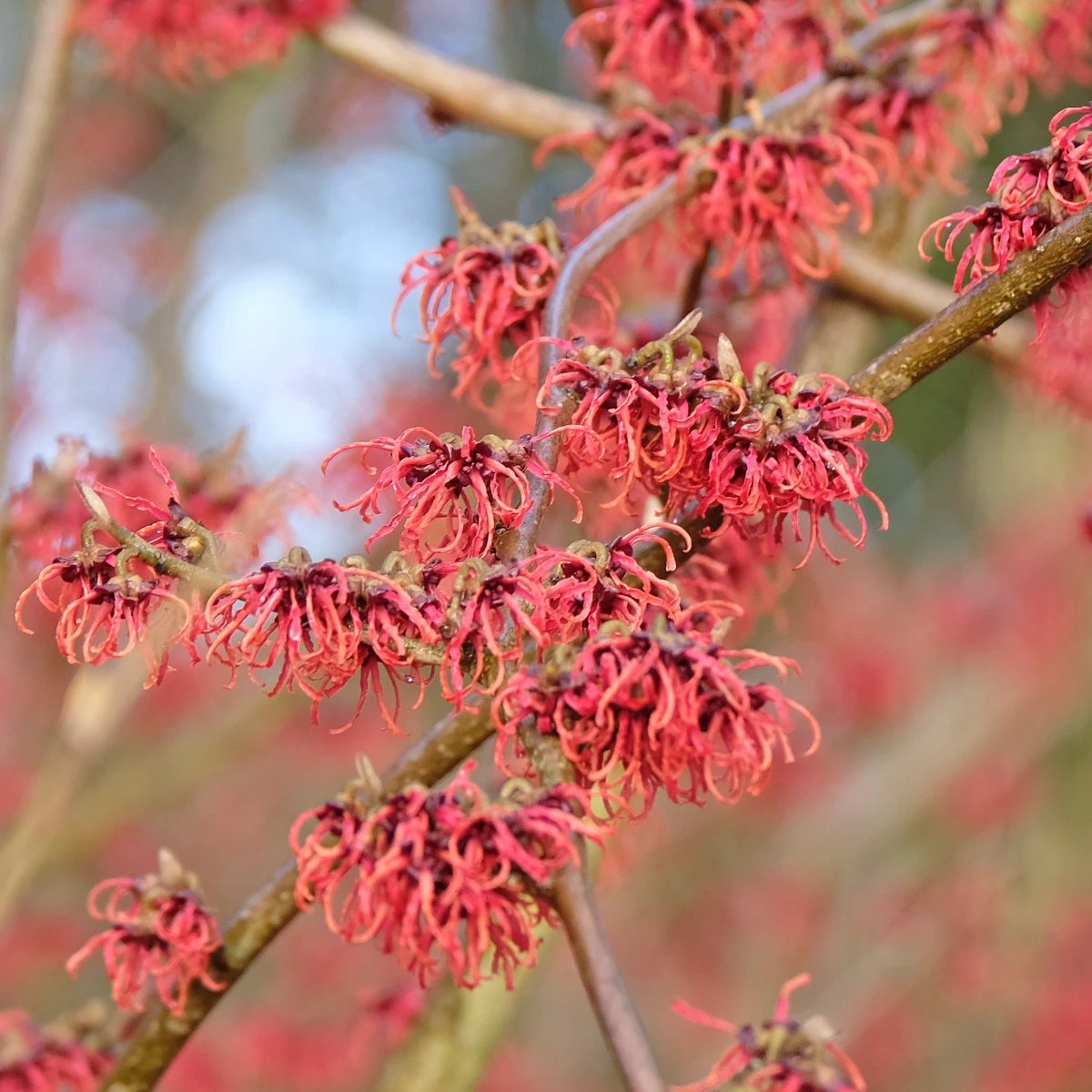 Hamamelis x intermedia 'Ruby Glow', Toverhazelaar, 2 liter pot