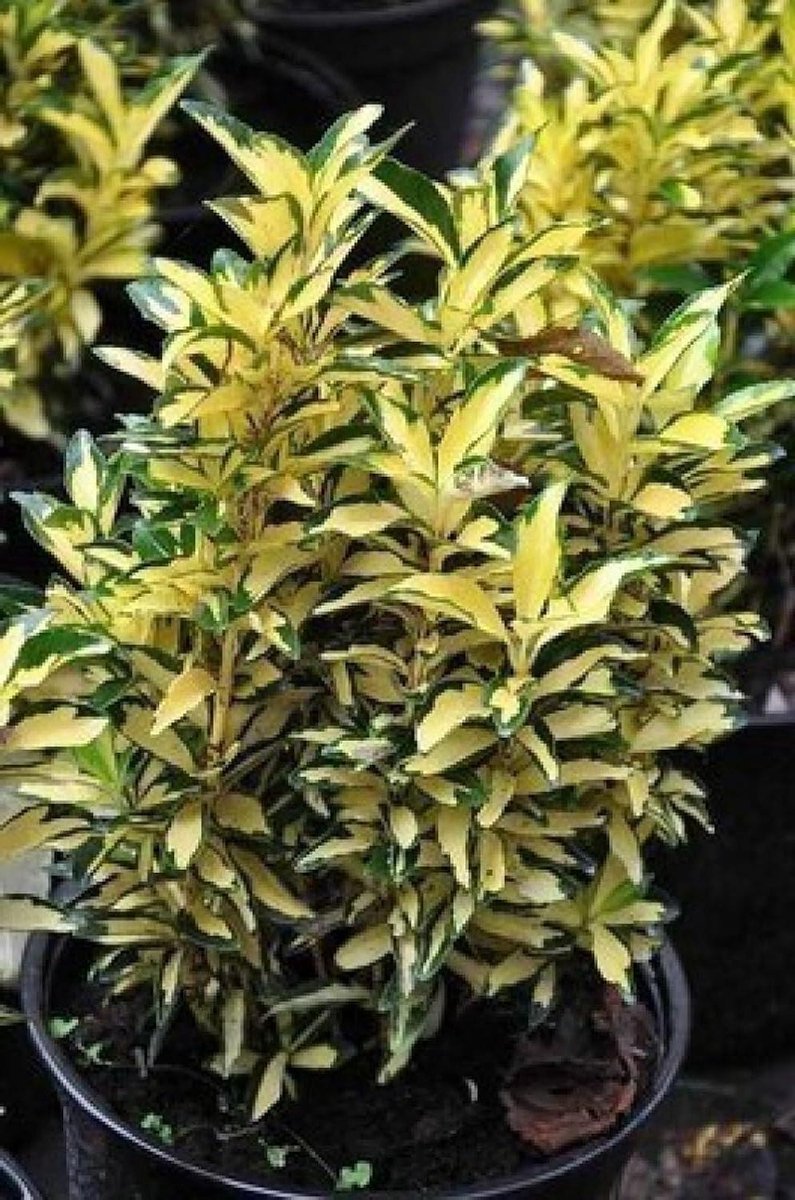 Japanse Kardinaalsmuts - Euonymus Aureus - Tuinieren Bodembedekker - Goudgele Bladrand - 20-25 cm - Groen
