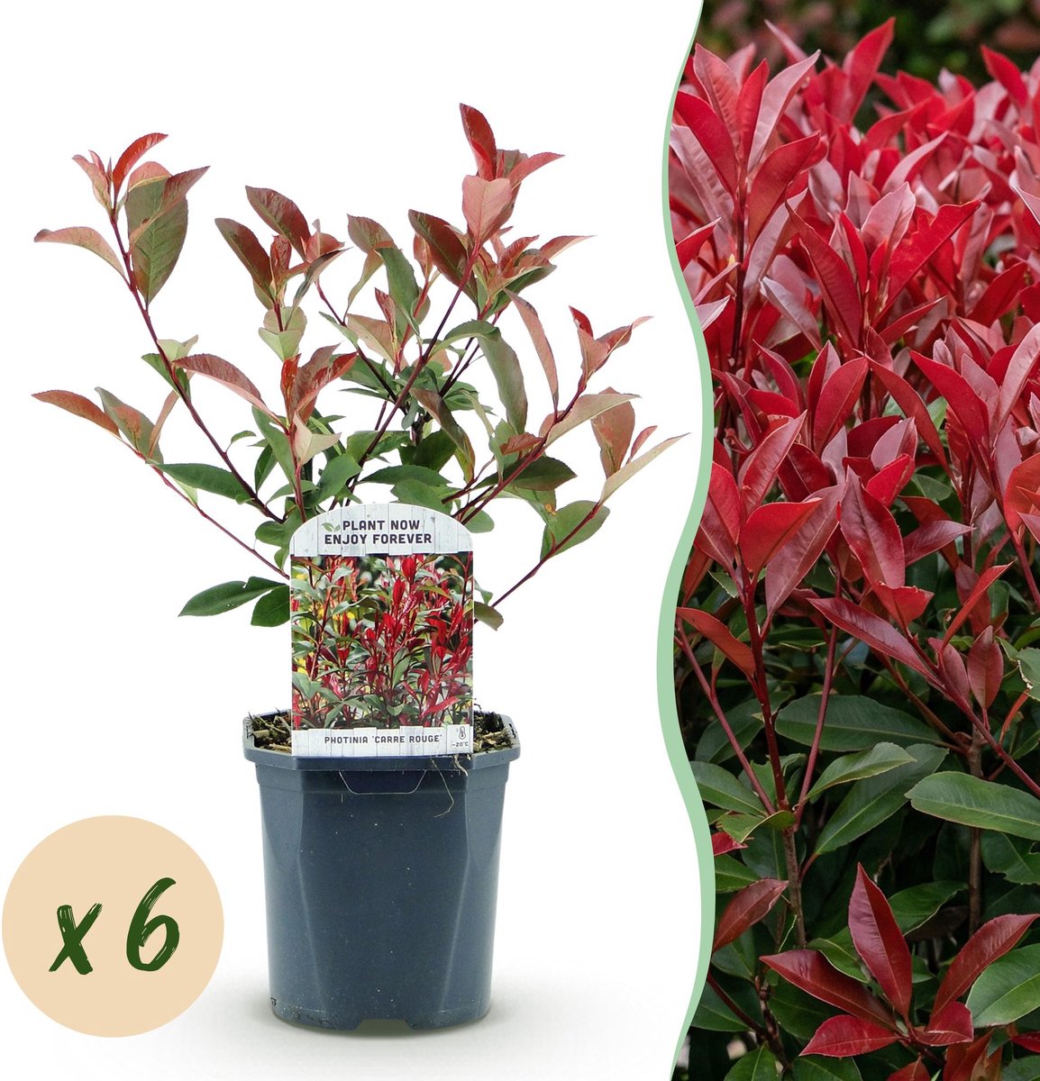 Green BoutiQ - Haagplanten - Photinia Fraseri Carre Rouge - Groen Rood - 6 Planten - 1 Strekkende Meter - Groenblijvend - Pot 17cm Hoogte 55cm