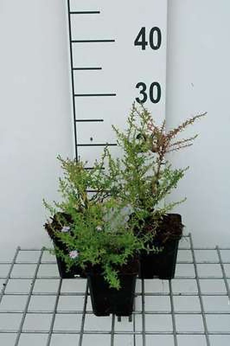 6x Aster - Aster eric. 'Blue Star' | 9x9 cm pot