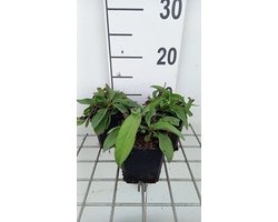 6x Succisa - Succisa pratensis | 9x9 cm pot