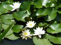Vier witte waterlelies met gele stampers drijvend op groene bladeren.