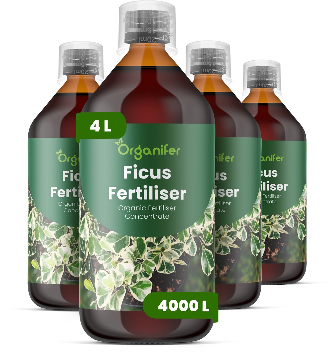 Vloeibare Meststof Voor Ficus - 4X1 L Voor 4000 L - Npk 2-1-8 - Krachtige Groei - Donkergroen Blad - Stevige Bladstructuur - Compacte Groei - Bladval Voorkomen - Verbetert De Efficiëntie Van Nutriëntenopname - Organifer
