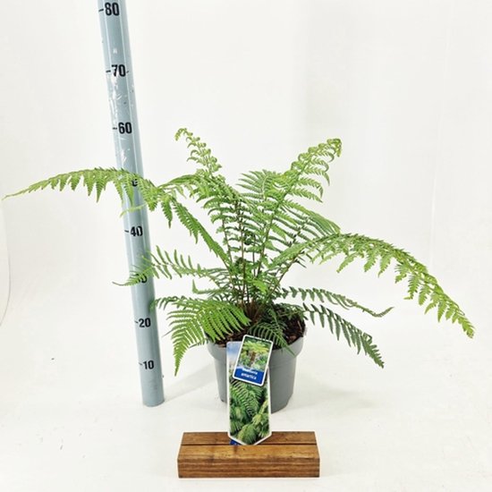 Dicksonia antarctica kopen
