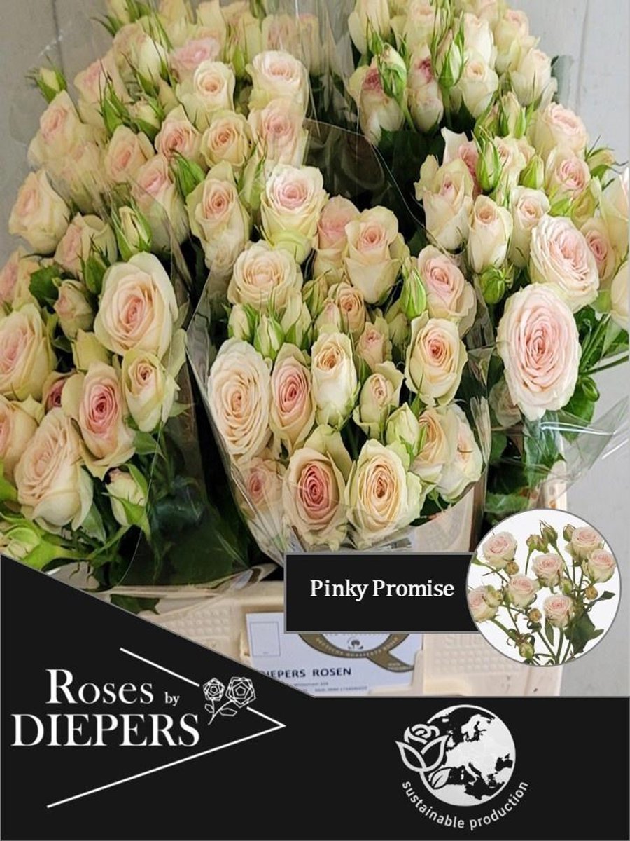 10x Rosa pinky promise 50cm