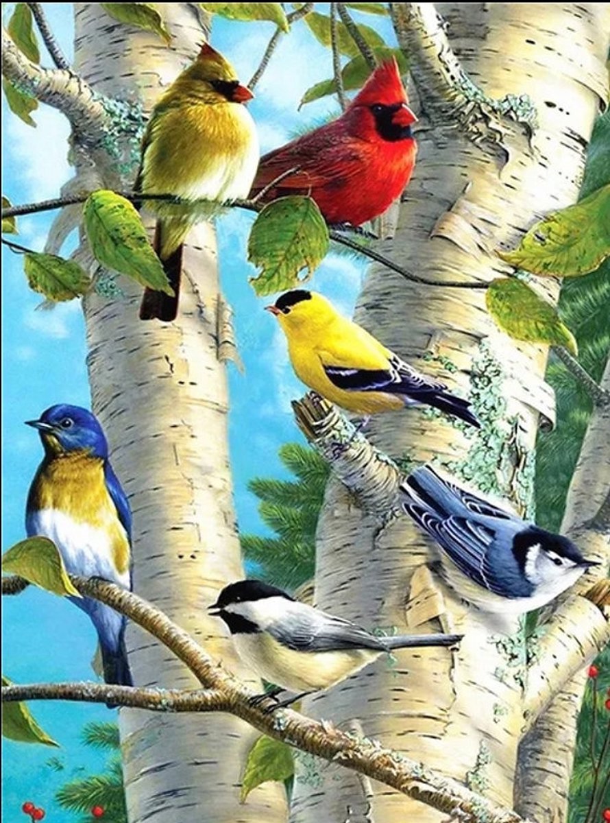 Kleurrijke Vogels in Berkenbos – 40x50 cm – Vierkante steentjes - Compleet Diamond Painting Pakket – Inclusief 20% Extra Steentjes - Diamond Painting by Wietske