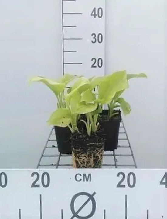 6x Funkia - Hosta plant ‘Grandiflora’ - 9x9cm pot