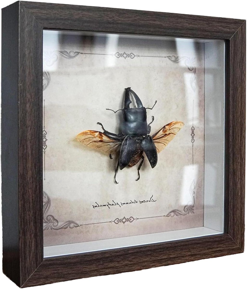 Insecten Vitrine - Taxidermie Ingelijst - Collecties Presenteren - Echt Taxidermie Insect - 17.7 x 17.7 x 3cm - B