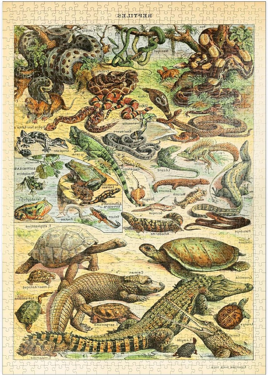 Legpuzzel Reptielen - Puzzel Poster - Ontspanning Thuis - Hoge Resolutie Print - 1000 Stukjes - Multicolor