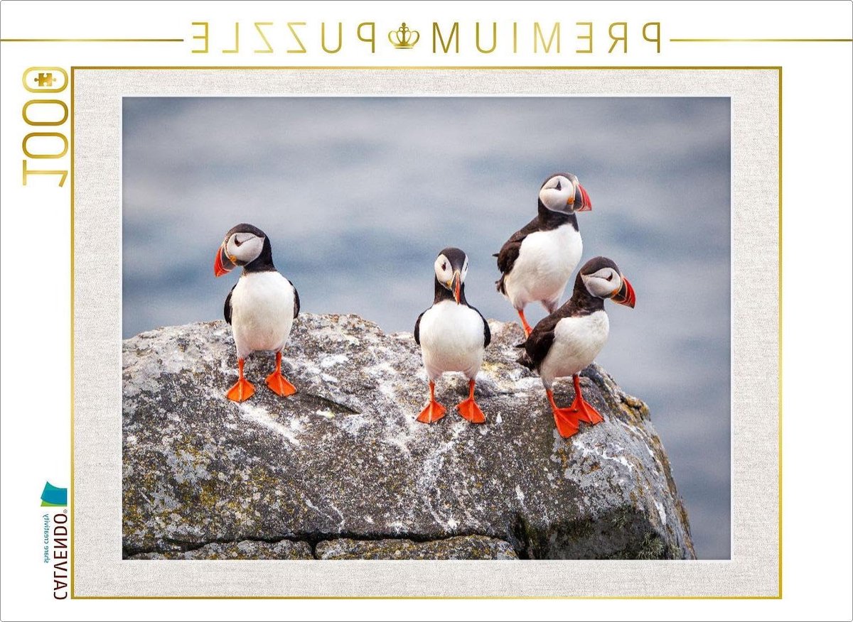 Puzzel Papegaaiduikers - Legpuzzel 1000 - Ontspannend Tijdverdrijf - Premium Kwaliteit Puzzel - 64 x 48 cm - Natuurlijke Kleuren